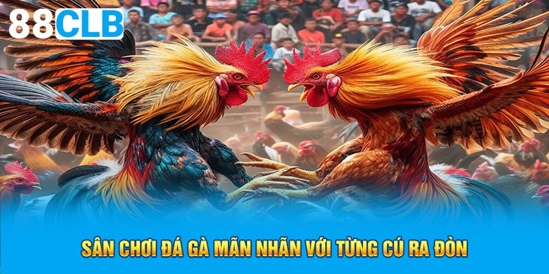 Sân chơi đá gà mãn nhãn với từng cú ra đòn