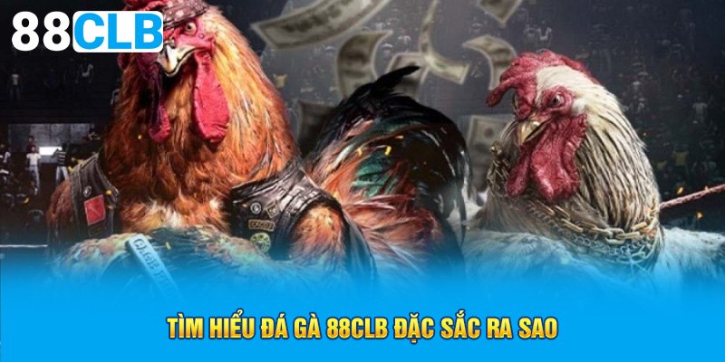 Tìm hiểu đá gà 88CLB đặc sắc ra sao